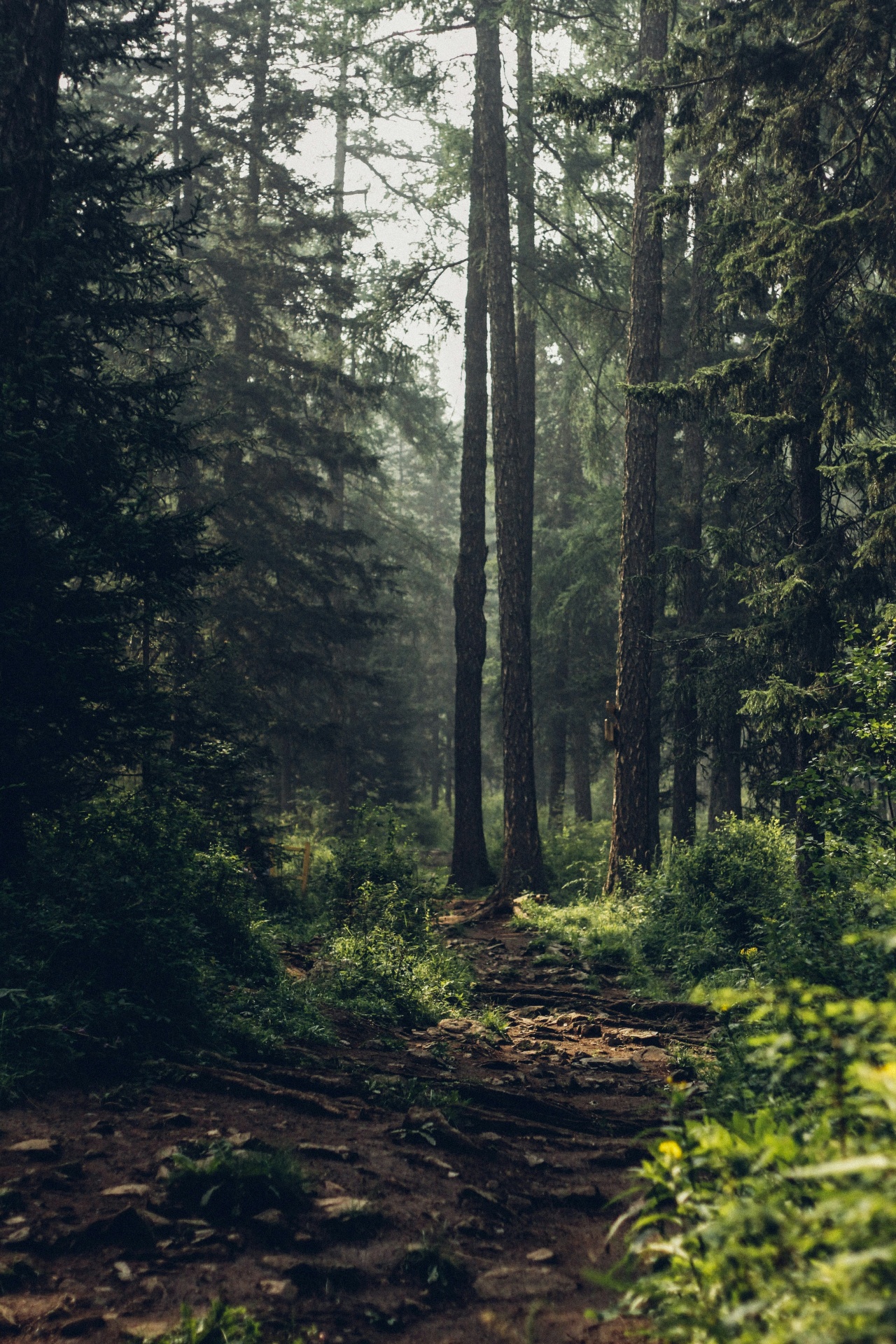Misty forest path